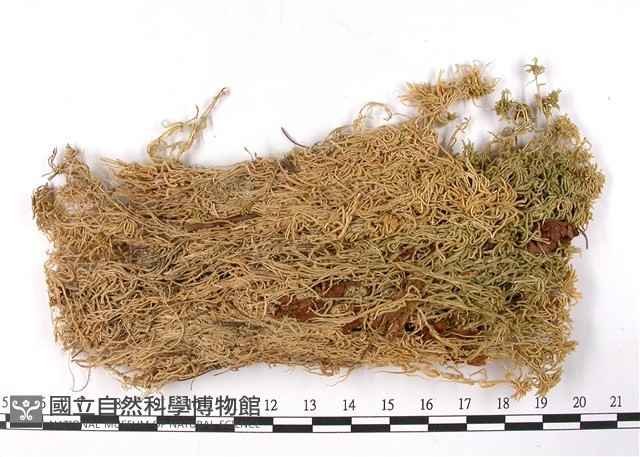 白齒泥炭蘚藏品圖，第3張