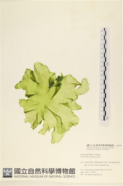 大石蓴, 石蓴藏品圖，第1張