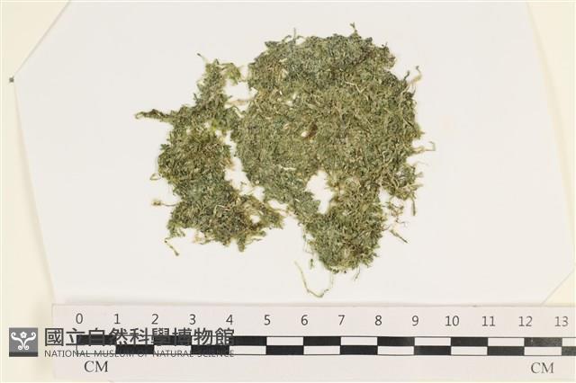 指枝藻藏品圖，第1張