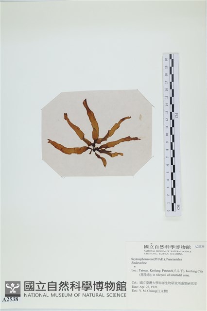 登錄號:A00002538藏品圖，第3張
