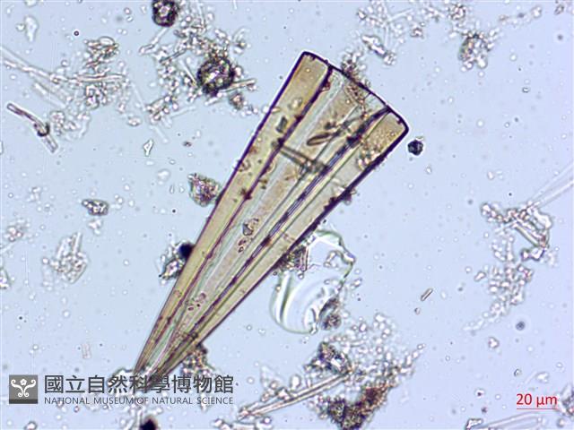 登錄號:A00004538藏品圖，第3張