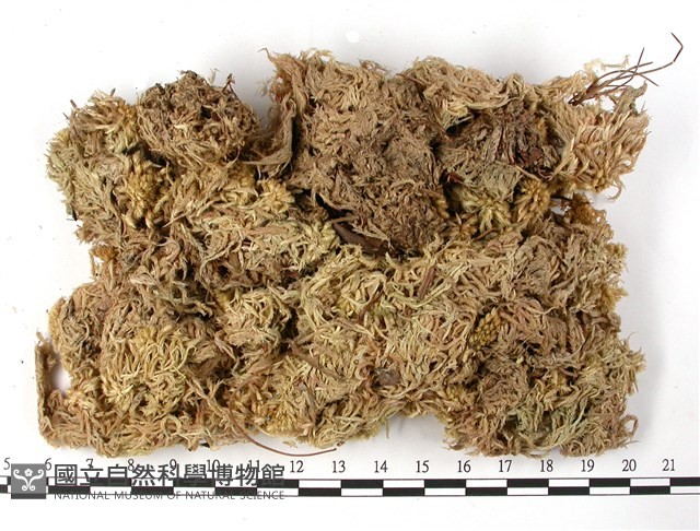 登錄號:B00010538藏品圖，第3張