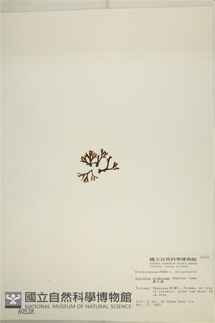 網目藻藏品圖，第3張