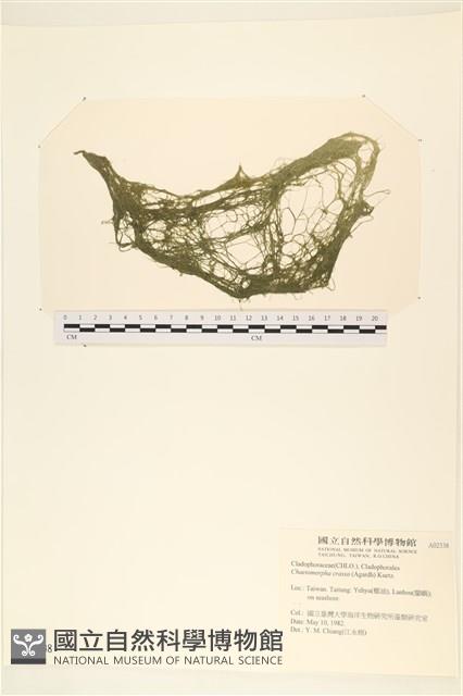 粗硬毛藻, 綠苔藏品圖，第1張