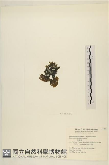 浮網藻, 肋葉藻藏品圖，第3張