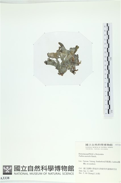 南方團扇藻藏品圖，第3張