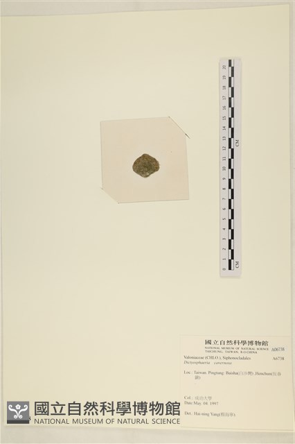 網球藻藏品圖，第3張