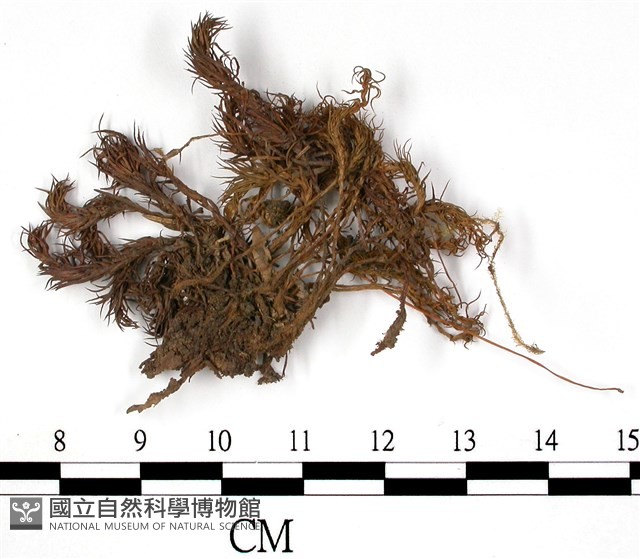 細葉金髮蘚藏品圖，第3張