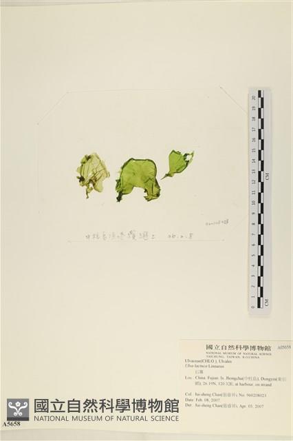 大石蓴, 石蓴藏品圖，第3張