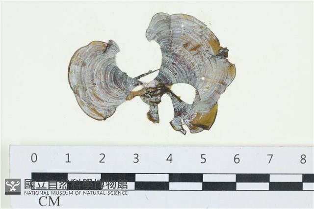 南方團扇藻藏品圖，第1張