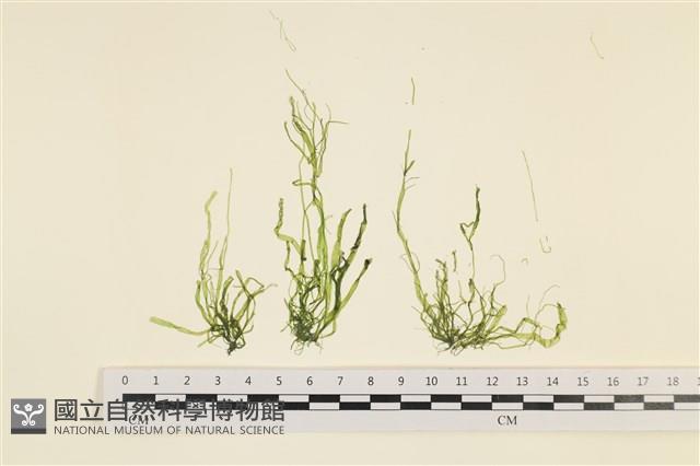 腸滸苔, 河石髮藏品圖，第1張