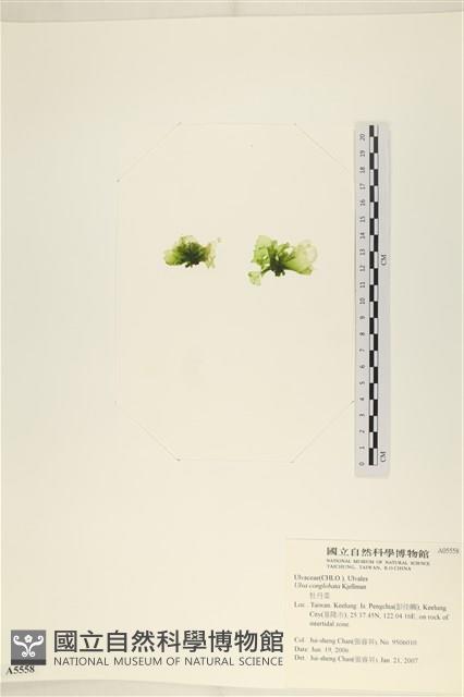 茶花石蓴, 牡丹菜藏品圖，第3張