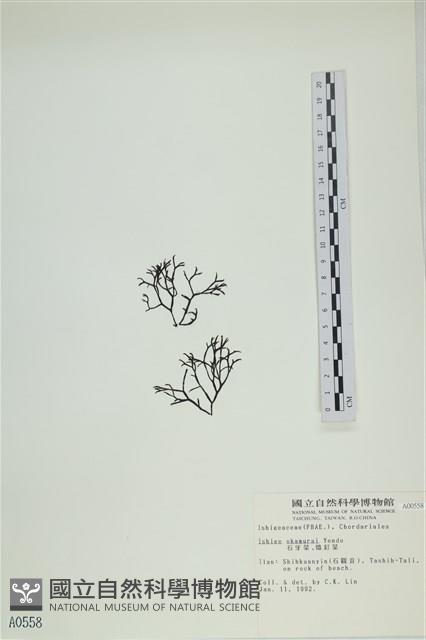 石牙藻, 石牙菜, 鐵釘菜藏品圖，第1張