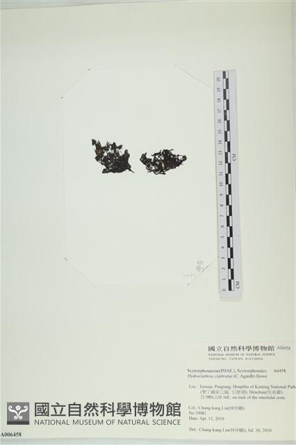 網胰藻藏品圖，第3張