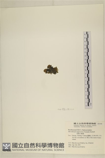 黑葉小網藻藏品圖，第3張