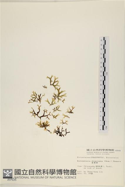 海網蕨藏品圖，第1張