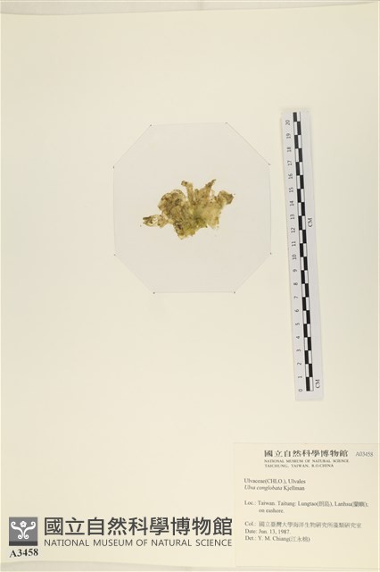 茶花石蓴, 牡丹菜藏品圖，第3張