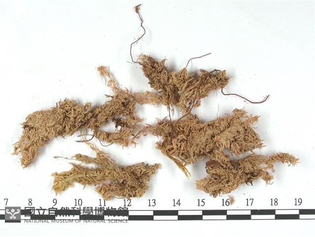 銳葉泥炭蘚藏品圖，第3張
