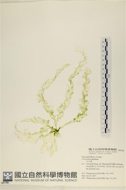 石蓴藏品圖，第1張