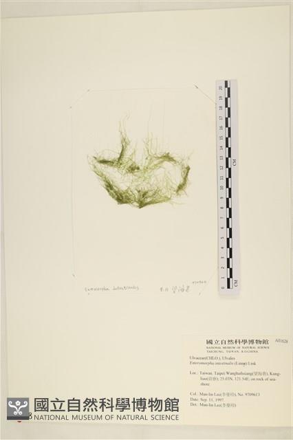 腸滸苔, 河石髮藏品圖，第1張