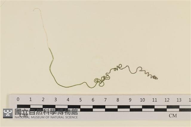 粗硬毛藻, 綠苔藏品圖，第1張