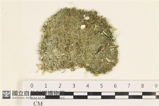 指枝藻藏品圖，第1張