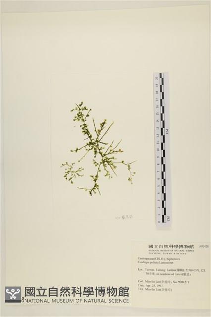 盾葉蕨藻藏品圖，第1張