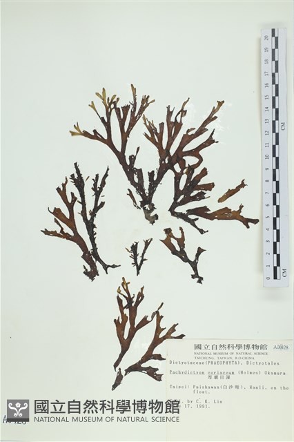 厚網目藻藏品圖，第1張