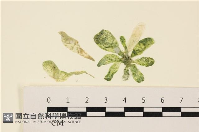 曲玉藻, 香蕉菜, 玉茄藻藏品圖，第1張