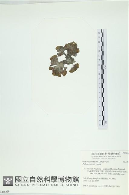 南方團扇藻藏品圖，第3張