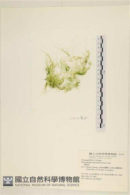 腸滸苔, 河石髮藏品圖，第1張