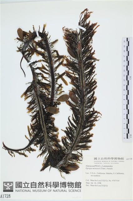 登錄號:A00001728藏品圖，第1張