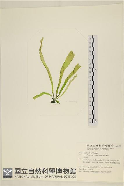 扁石髮藏品圖，第1張