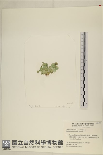 盤狀仙掌藻藏品圖，第3張