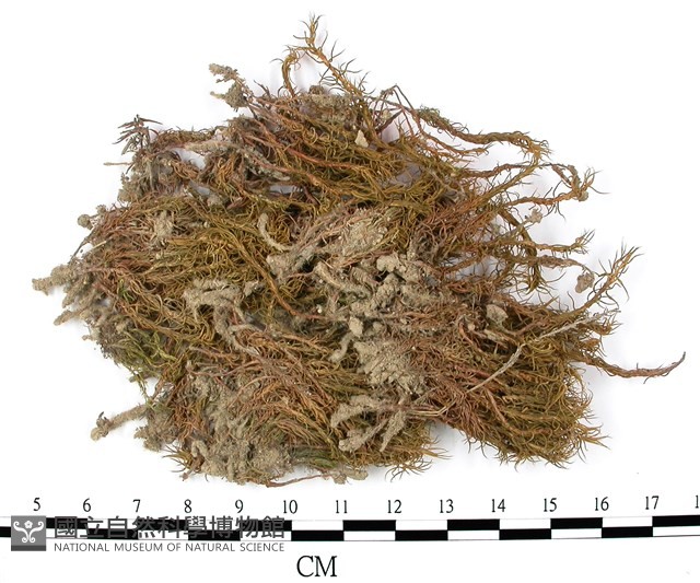 金髮蘚藏品圖，第3張