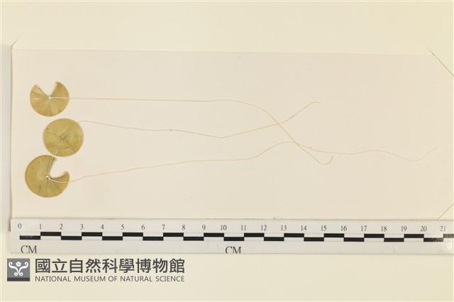 登錄號:A00005078藏品圖，第1張