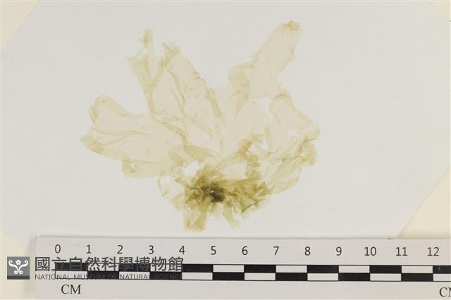 大石蓴, 石蓴藏品圖，第1張