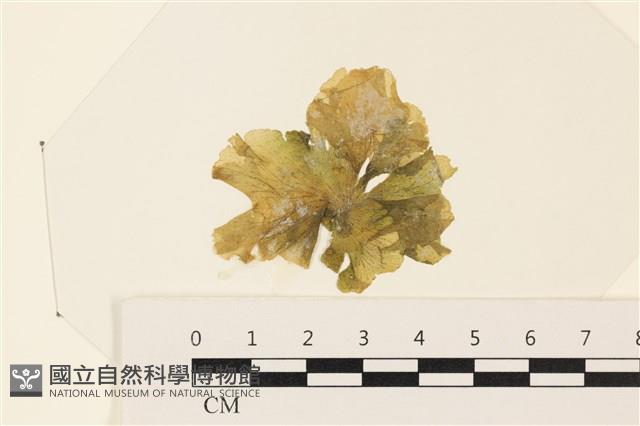浮網藻, 肋葉藻藏品圖，第1張