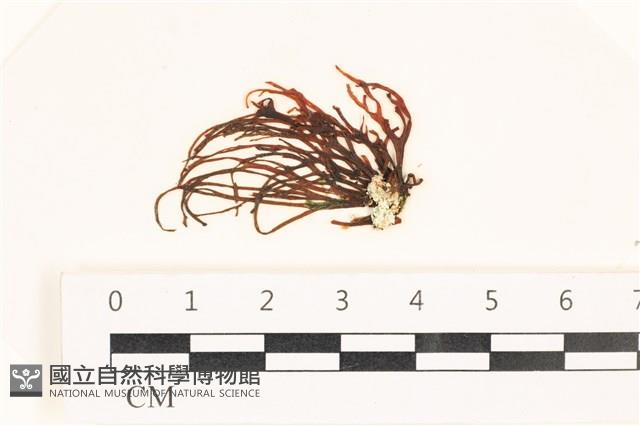 小毛孢藻, 小鹿角苔藏品圖，第1張