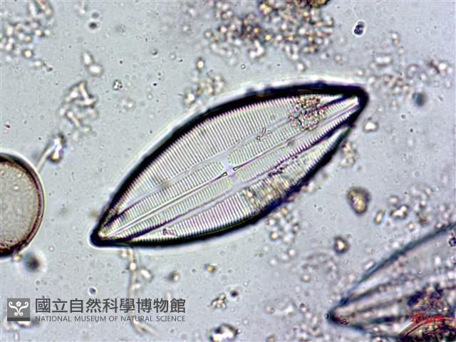 登錄號:A00004578藏品圖，第3張