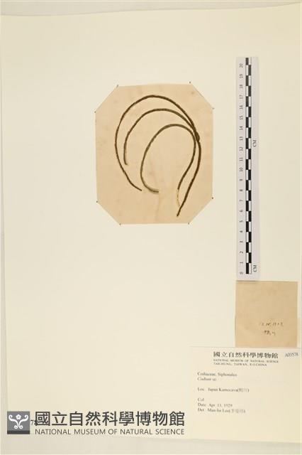 登錄號:A00003578藏品圖，第3張