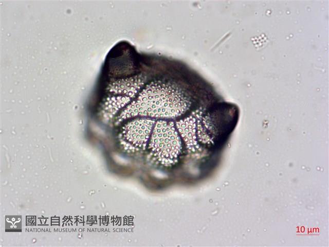 登錄號:A00004478藏品圖，第3張