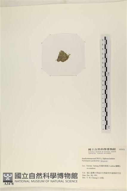 指枝藻藏品圖，第3張