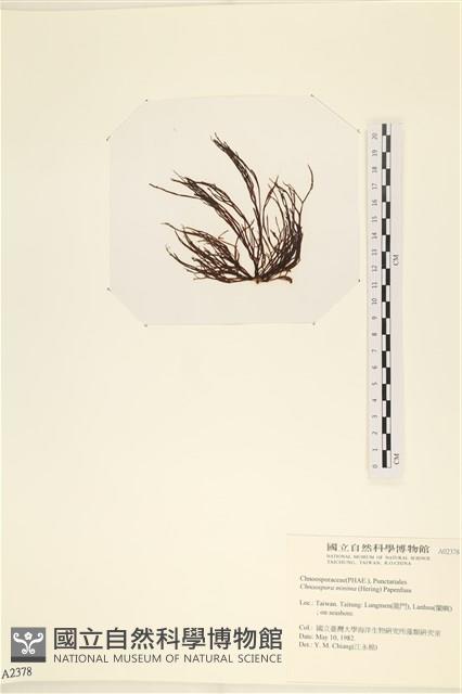 小毛孢藻, 小鹿角苔藏品圖，第3張