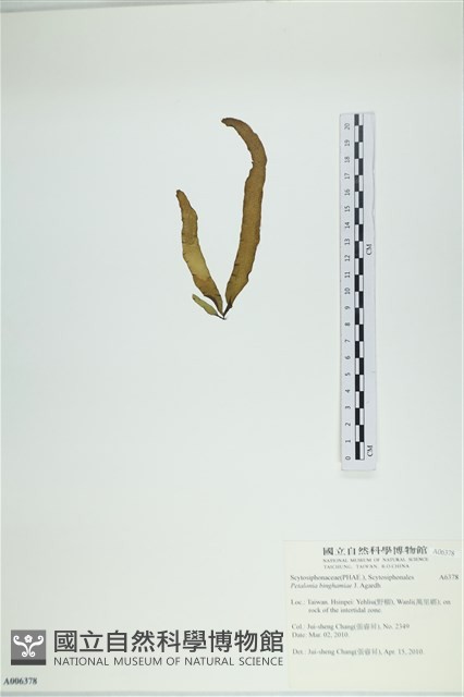 葉苔, 小海帶藏品圖，第3張