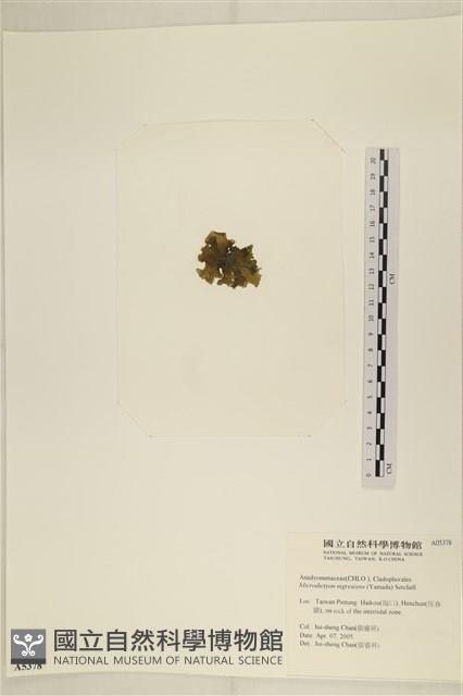 黑葉小網藻藏品圖，第3張