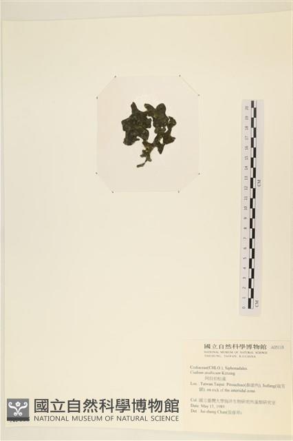 阿拉伯松藻藏品圖，第3張