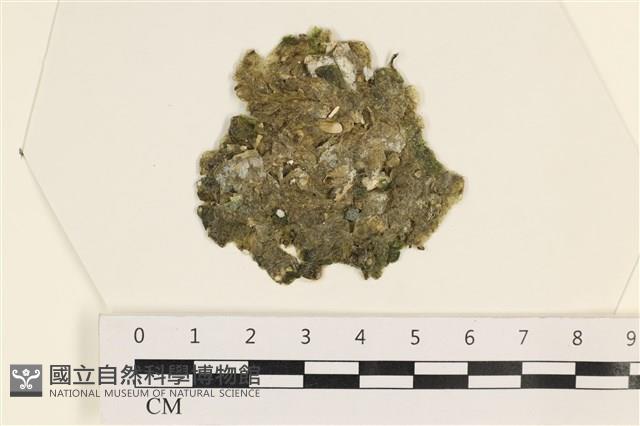 法囊藻藏品圖，第1張