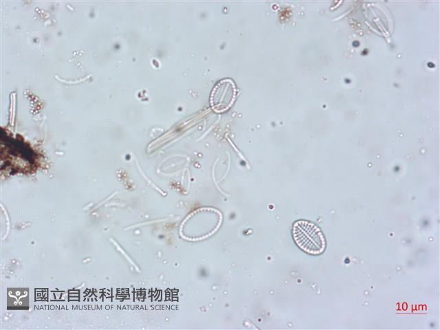 登錄號:A00004518藏品圖，第3張