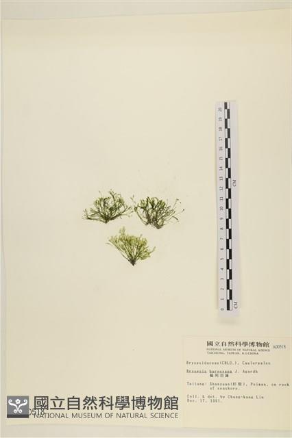 偏列羽藻藏品圖，第3張